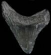 Juvenile Megalodon Tooth - South Carolina #50008-1